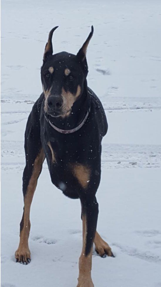 amputation, doberman, tripawd, three-legged